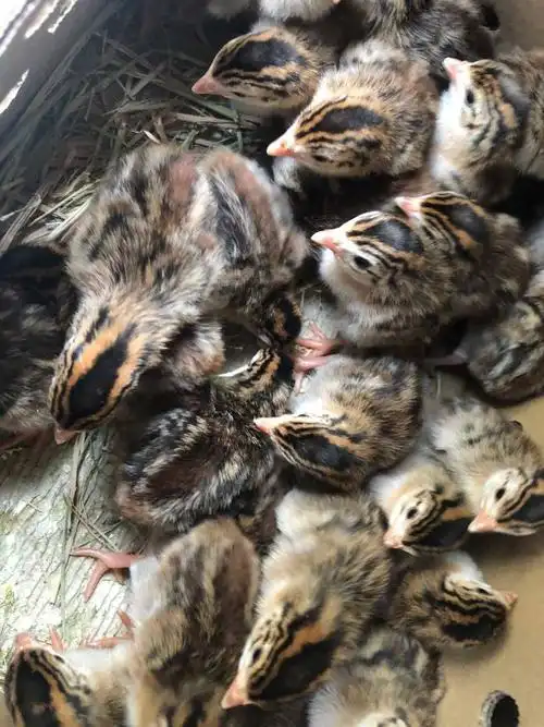 珍珠鸡苗,厂家直销,质量保证!