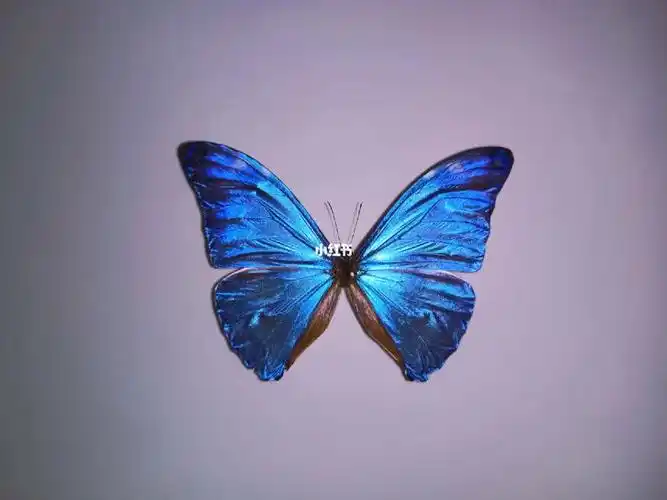 安东尼斯闪蝶morphoadonis