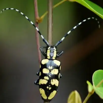 嫩树皮,嫩枝,叶,根,树汁,果实,菌类等不同习性,花天牛类常以花粉为食