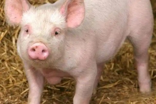 自2020年以来,猪价一直在上涨,成为国内外消费者的热门话题.