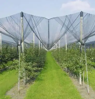 防鸟网果园尼龙网葡萄网樱桃网大棚保护网稻谷鱼塘防护网农业