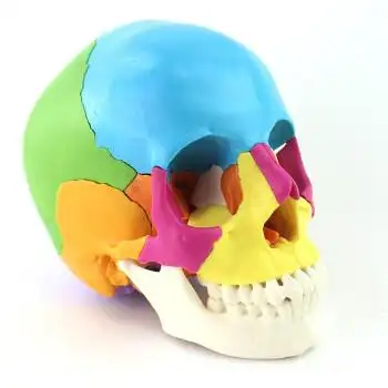 enovo颐诺迷你头骨模型医学艺用美术人体艺用头骨头颅骨骨骼模型颅骨