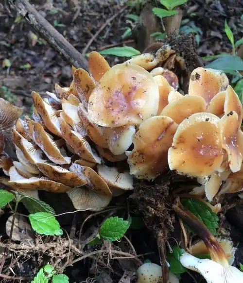 农民误吃了这种野生菌子竟然发现味道不错好美味