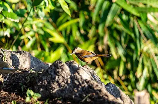 生活在中国西南阔叶林带森林中的灰翅噪鹛鸟