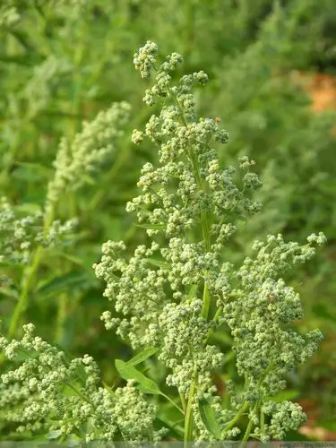 小叶藜/small goosefoot,figleaved goosefoot, koakaza