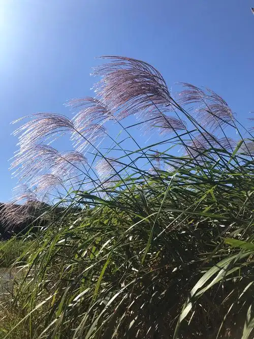 芒草在风中摇曳在阳光下灿烂