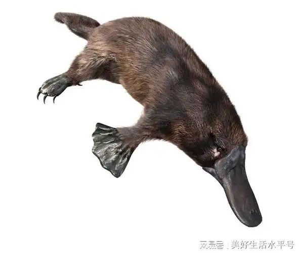 鸭嘴兽:哺乳动物演化史上的活化石和活奇迹