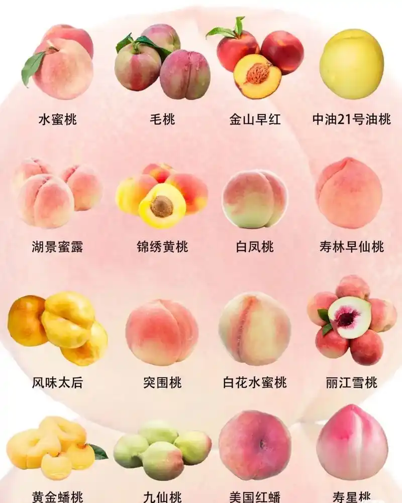桃子品种大合集99.桃子是夏秋季的水果.