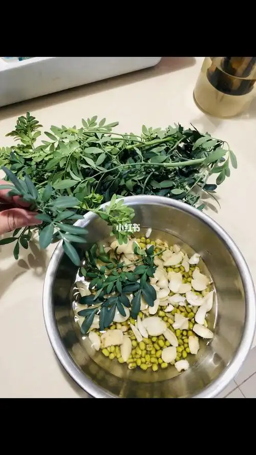 一个月的功夫就老大一盆索性做一份臭草绿豆百合汤吧清热解火之功效