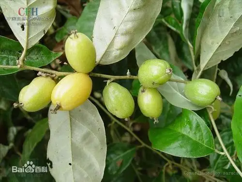 这个是什么果实.