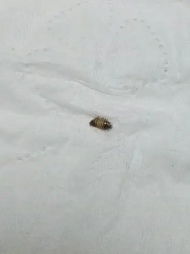 这是什么虫?会咬人吗? (床上发现的)急!