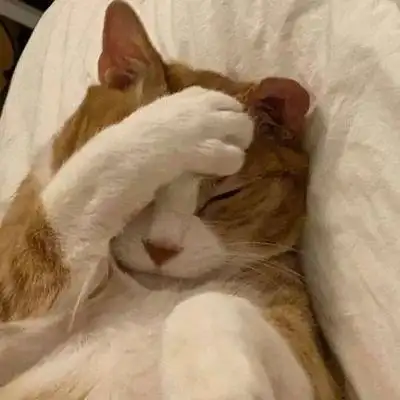 搞怪又可爱的猫猫_微信头像_我要个性网