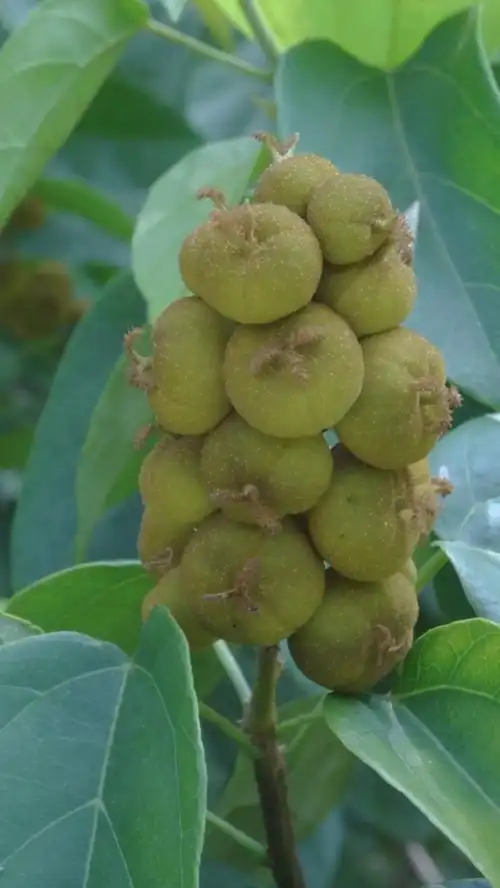 让我们安静一些(石岩枫树果)