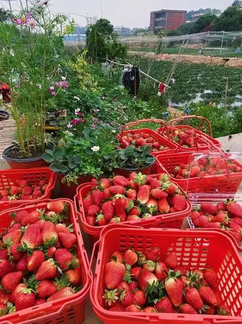 晋江梧林古村草莓园亲子套餐仅128元享门市25元草莓采摘一日游