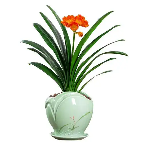 君子兰盆栽花卉植物四季室内带花苞好养圆头和尚绿植老苗盆景