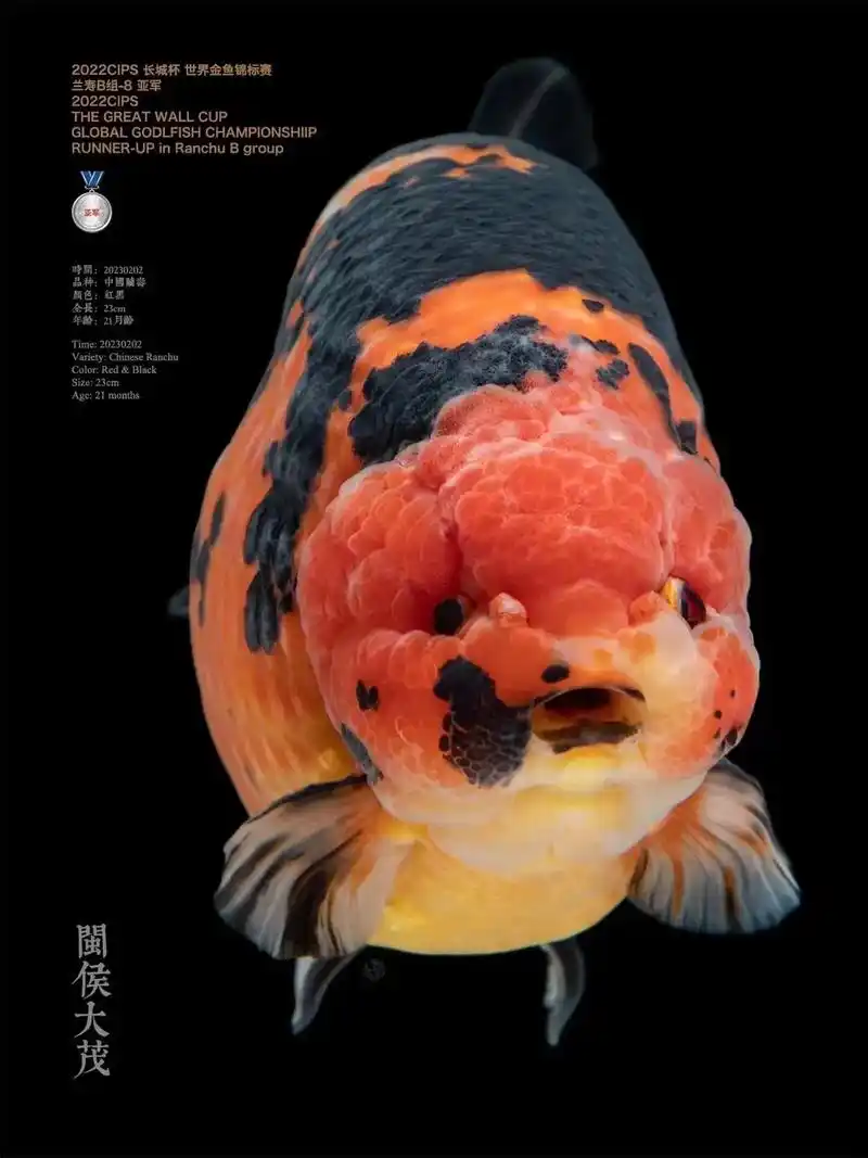 长城杯亚军.福州大茂渔场#兰寿金鱼 - 抖音
