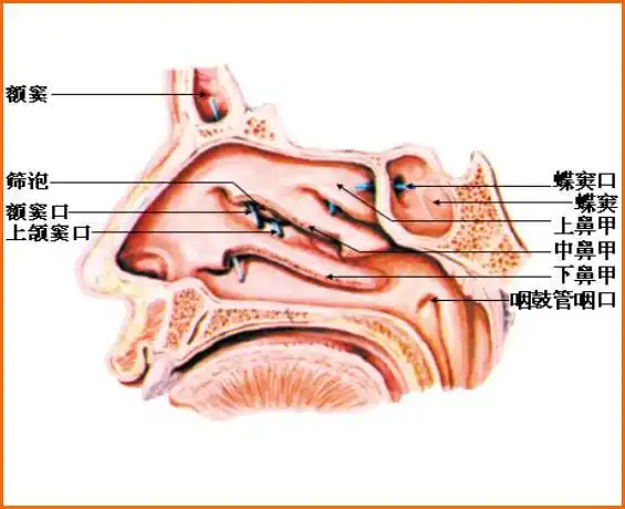 上颌骨,泪骨,鼻甲骨,筛骨迷路的内侧板,腭骨垂直板及蝶骨翼突