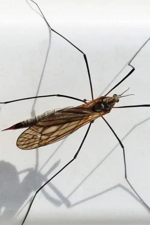 双翅目·蚊总科:蚊子