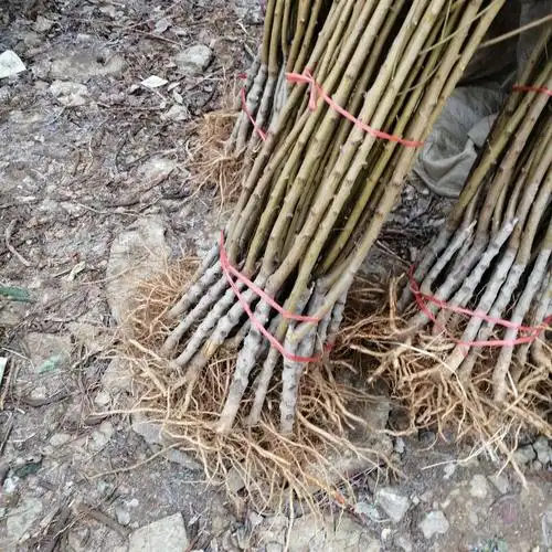 冬桃苗 保证品种 果实大脆甜蜜 包邮