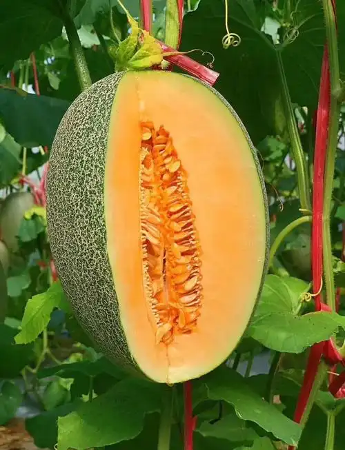 北纬18°海沙地🌸蜜瓜香甜爆汁22度