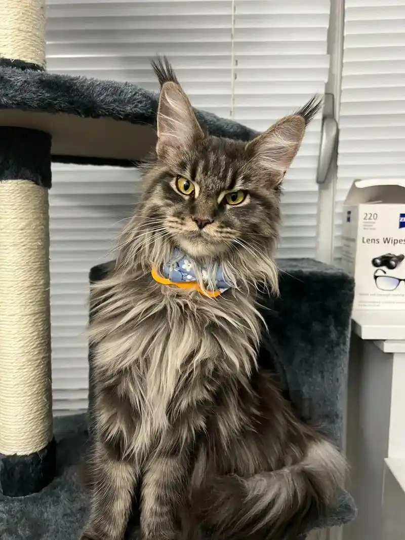 帅喵喵 #缅因猫 #图片  - 抖音