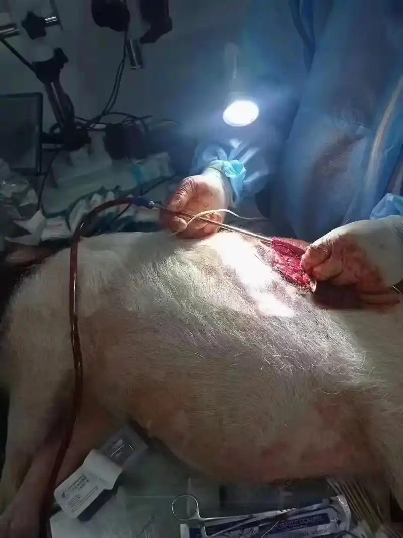 【德瑞生物】易晋达科研#deruiedi.顺利完成猪腹主动脉 - 抖音