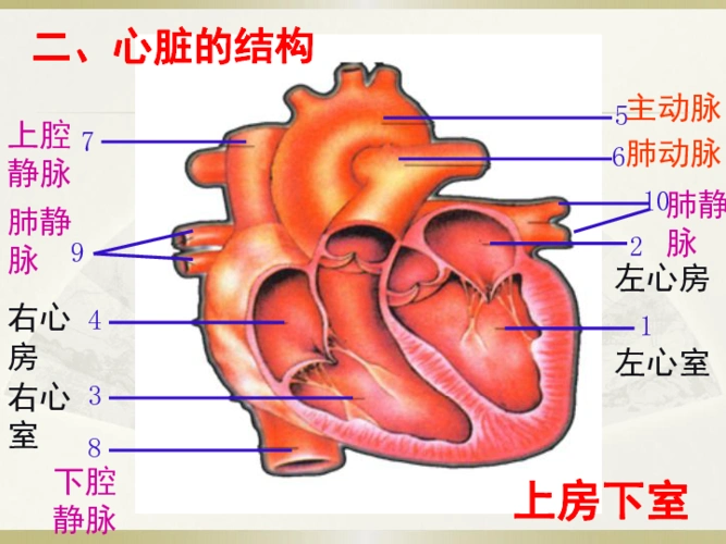 43输送血液的泵心脏1人教版七年级下册生物课件共16张ppt