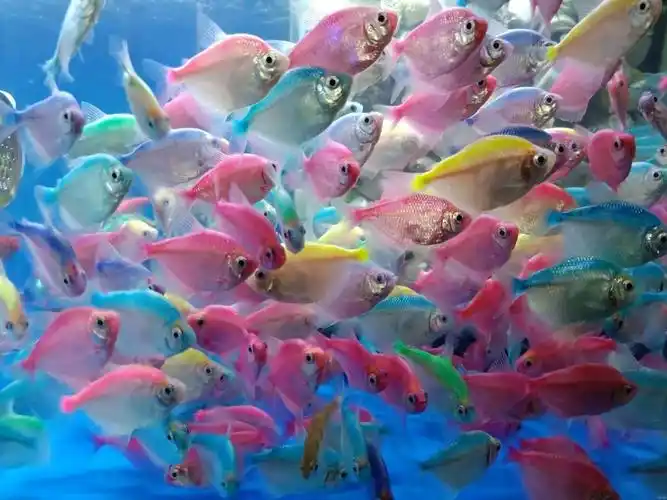 彩裙鱼草缸鱼活体群游鱼观赏鱼淡水鱼小型鱼练手五彩热带鱼苗好养 彩