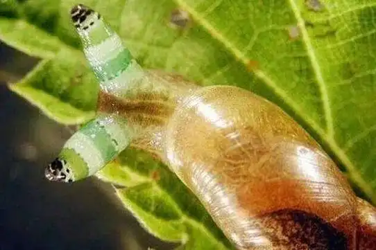 (胆小慎入)被控制的可怕的动物——僵尸蜗牛