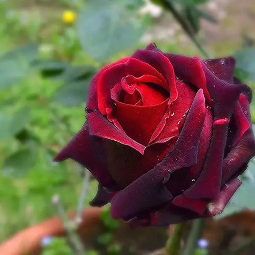 玫瑰花苗盆栽黑魔术四季大花的月季