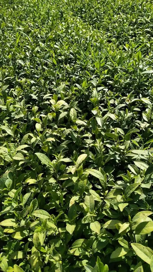 [黄观音茶树苗批发]黄观音茶树苗 茶苗为一二三年苗,纯正,福建茶苗