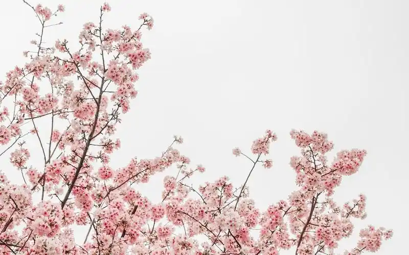 电脑壁纸 花卉 鲜花 漫树樱花,春暖花开