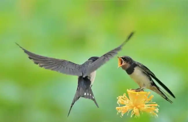 燕子的尾巴呈剪刀状,是用来突然改变方向的.