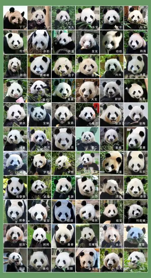 近日,大熊猫又萌出了圈.