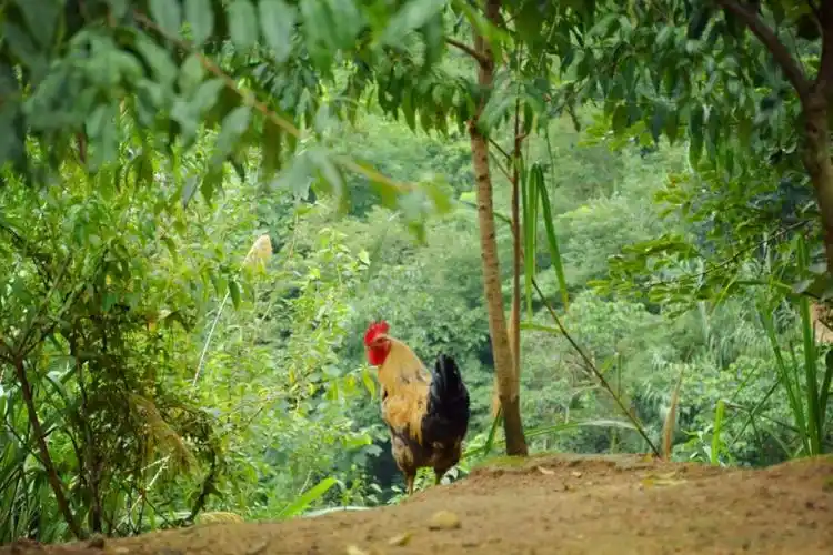 村民把大山变成养殖场,成千上万只鸡在林中捉虫觅食,看养啥样子