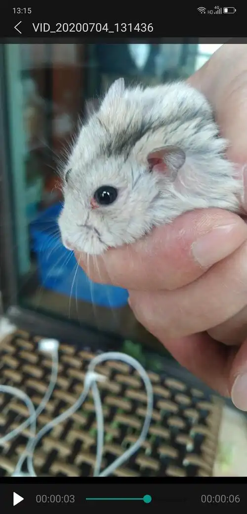 求助 鼠鼠眼睛破了 是发炎了吗?