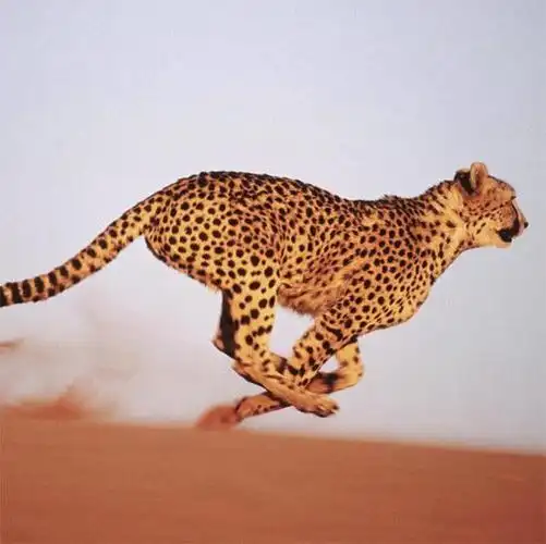 5.世界上奔跑速度最快的动物