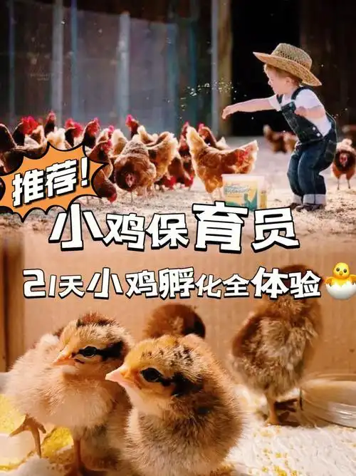 北京遛娃小鸡保育员21天小鸡孵化全体验