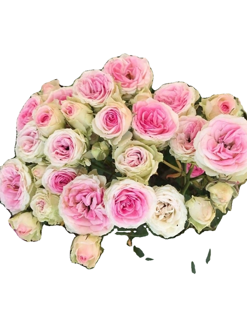 花苗庭院四季藤小伊迷你小伊甸园植物爬藤攀援花卉盆栽月季藤本