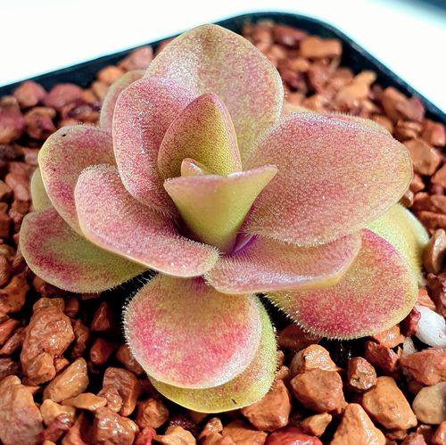 红叶危地马拉产地种捕虫堇(red)丨pinguicula guatemala丨
