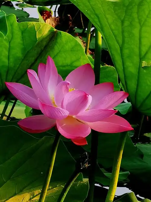 夏至赏荷花最美!请您欣赏