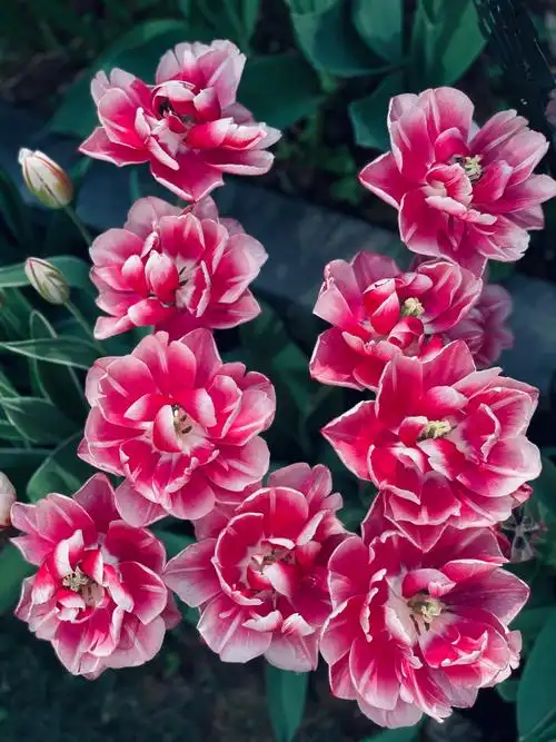 高贵的牡丹,圆锥开始发芽,香妃终于打开花苞,重瓣喷雪花已开始喷了