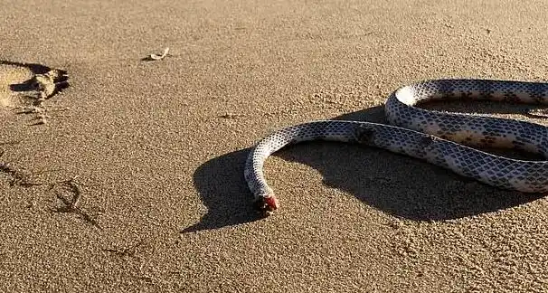 毛骨悚然澳洲海滩无头蛇仍试图攻击人类镜头拍下诡异一幕