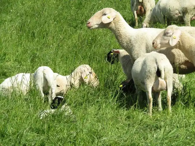 牧场上吃草的绵羊1024x768分辨率查看