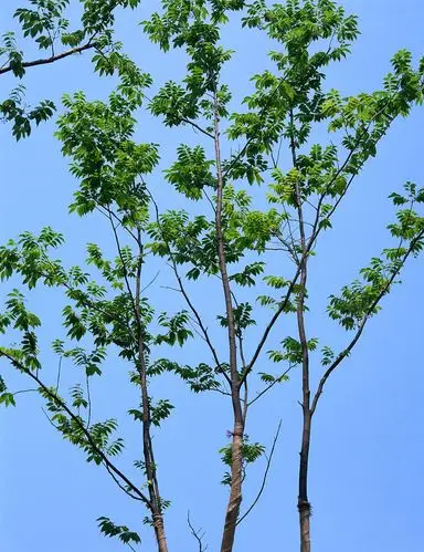 苦木图片 苦木木本野菜植物图片