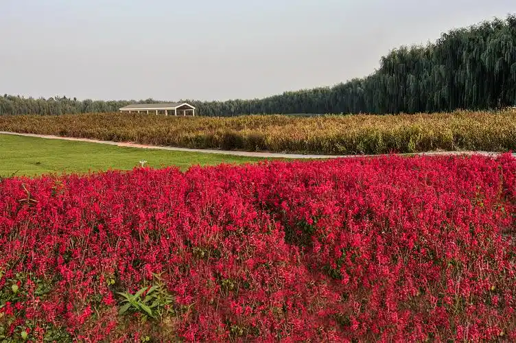 【图片3】梦幻紫海--蜂鸟论坛照片套图