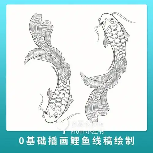 绘画分享鲤鱼线稿含细节图