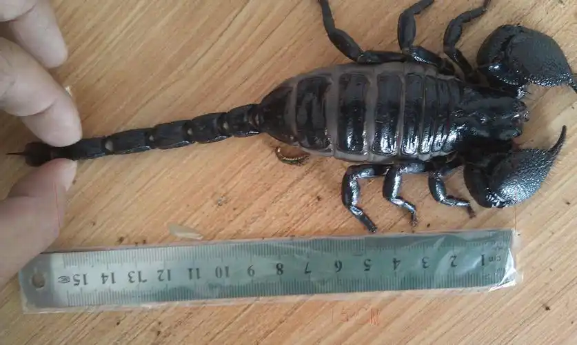 帝王蝎有15厘米的么