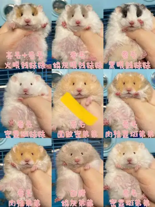 金丝熊崽崽  #金丝熊日常  #仓鼠金丝熊  #长毛金丝熊  #卷毛金丝熊