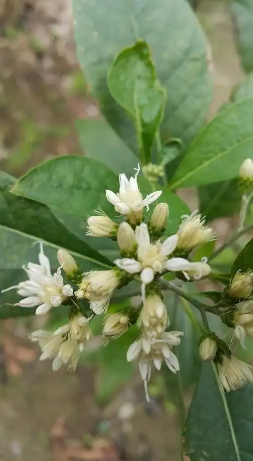 南非叶的图片(南非叶的图片及功效)_植物知识网